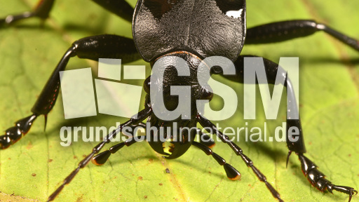 Lederlaufkäfer (4).jpg